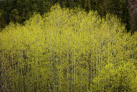 Aspen Grove in Spring, Lead, SD